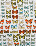 Gianni Versace Butterfly Print Set, SS95, 2/4 US